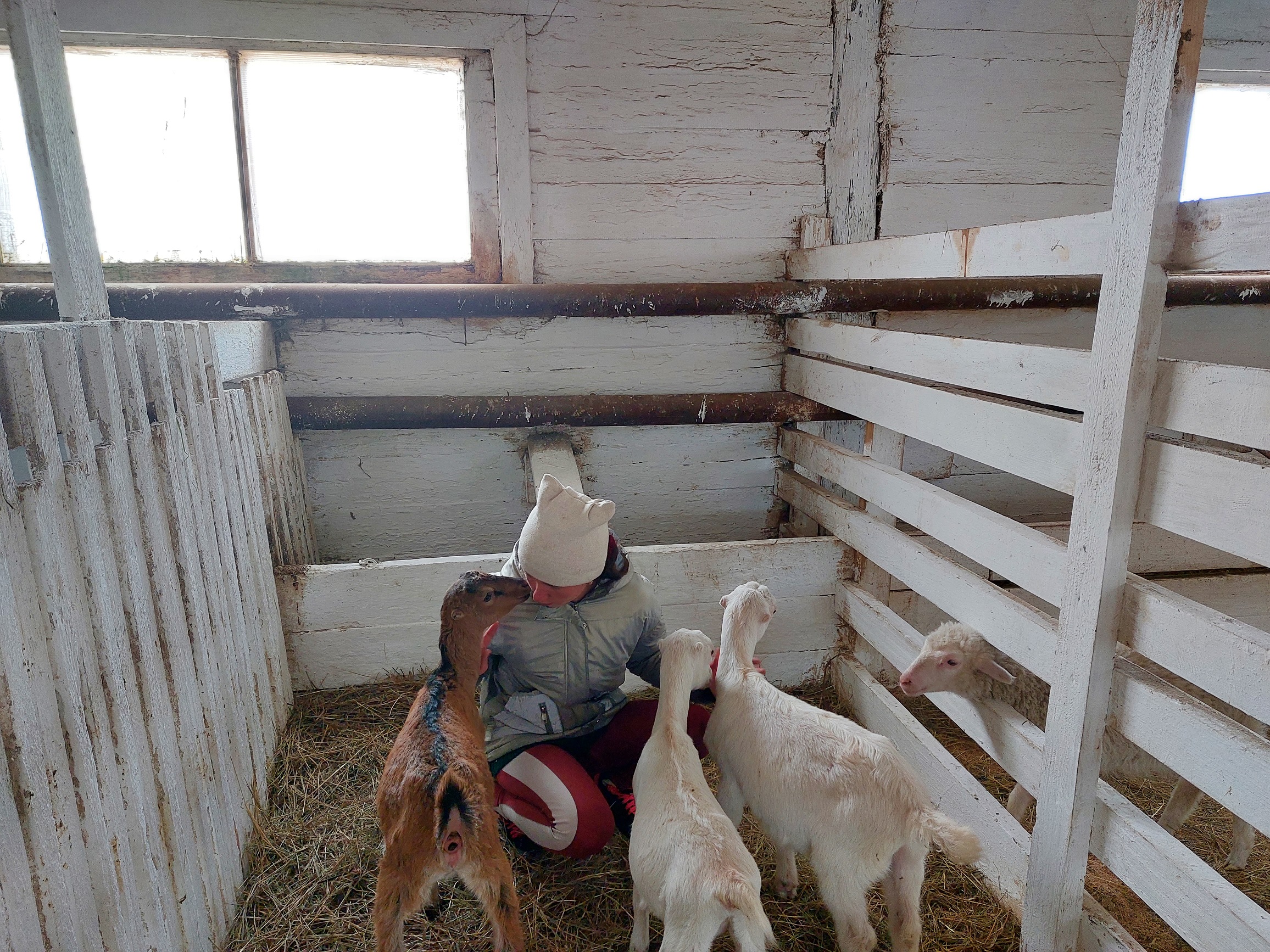 Уход за домашними животными