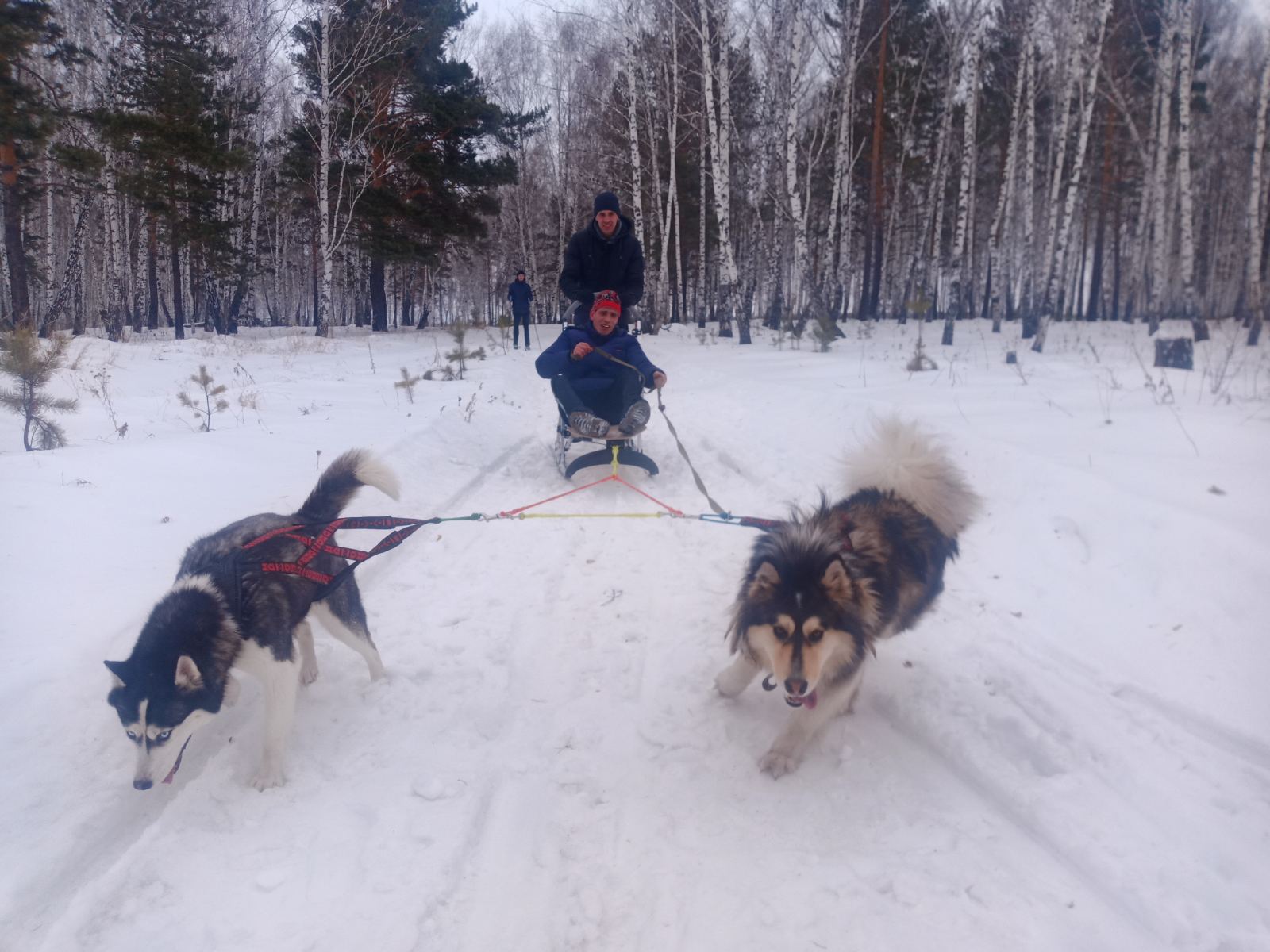 Езда на собачьих упряжках
